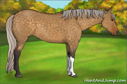 Horse Color:Silver Buckskin Dun 