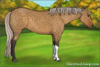 Horse Color:Silver Buckskin Dun 
