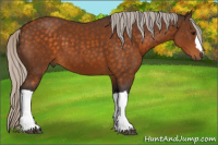 Horse Color:Silver Buckskin 