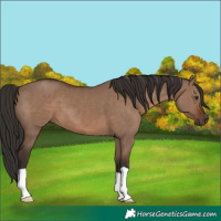 Horse Color:Liver Red Dun