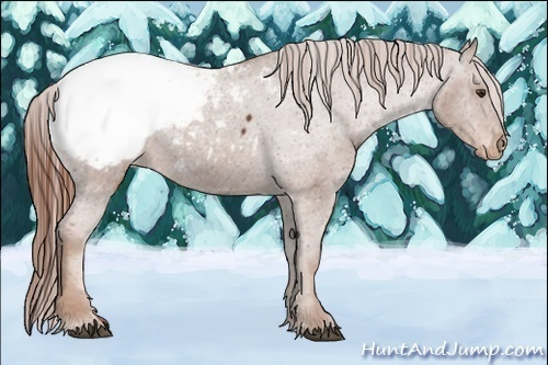 Horse Color:Chestnut Appaloosa 