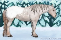Horse Color:Chestnut Appaloosa 