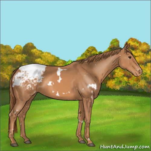 Horse Color:White Spotted Chestnut Appaloosa