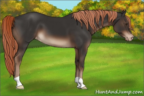 Horse Color:Liver Chestnut Appaloosa 