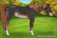 Horse Color:Liver Chestnut Appaloosa 
