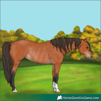 Horse Color:Bay Rabicano 