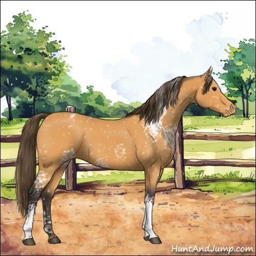 Horse Color:White Spotted Buckskin Snowflake Varnish 