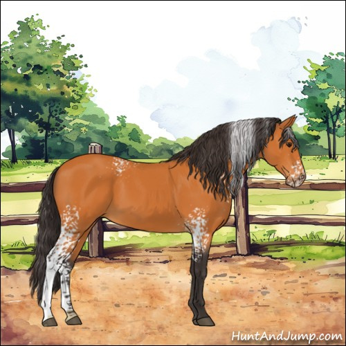 Horse Color:White Spotted Buckskin 