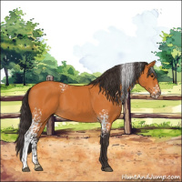 Horse Color:White Spotted Buckskin 