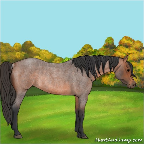 Horse Color:Bay Roan Rabicano 