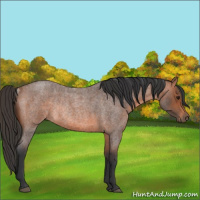 Horse Color:Bay Roan Rabicano 
