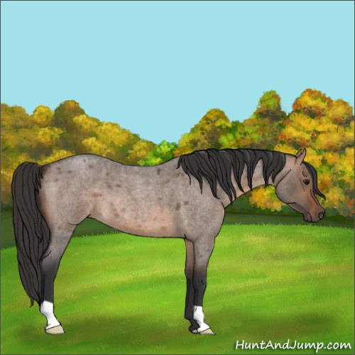 Horse Color:Brown Roan Dun 