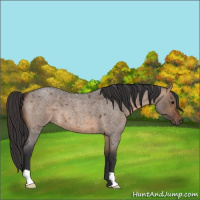 Horse Color:Brown Roan Dun 