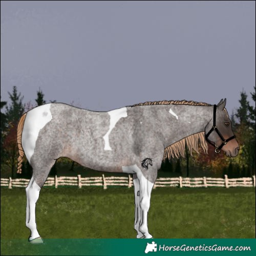 Horse Color:Liver Red Roan Tobiano