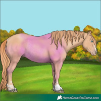 Horse Color:Gold Champagne Rabicano 