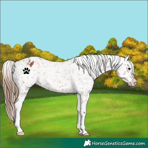 Horse Color:Chestnut Appaloosa 