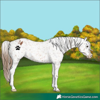 Horse Color:Chestnut Appaloosa 