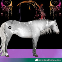 Horse Color:Gray White Spotted Silver Brown Appaloosa