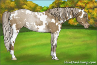 Horse Color:White Spotted Chocolate Palomino Dun Appaloosa Rabicano