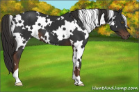 Horse Color:White Spotted Liver Chestnut 
