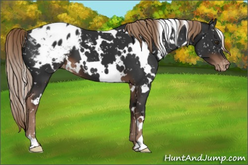 Horse Color:White Spotted Liver Chestnut Appaloosa 