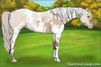 Horse Color:White Spotted Silver Brown Dun Appaloosa 