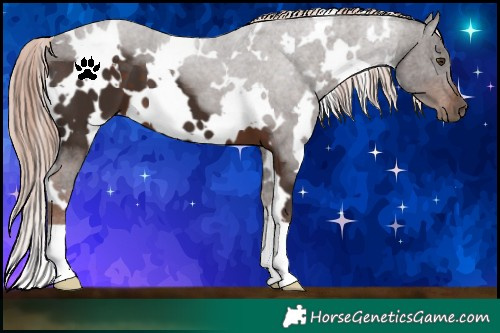 Horse Color:White Spotted Liver Chestnut 