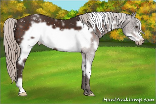 Horse Color:White Spotted Silver Brown Frame Appaloosa 