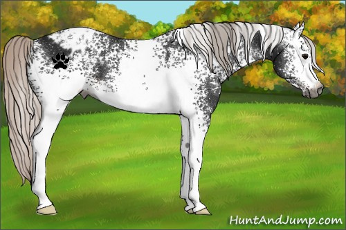 Horse Color:Gray White Spotted Silver Brown Appaloosa 