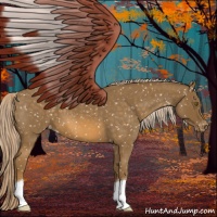 Horse Color:Chocolate Palomino Roan Appaloosa