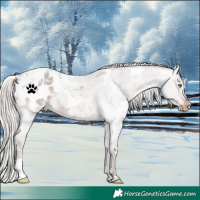 Horse Color:White Spotted Silver Brown Roan Appaloosa 