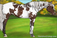 Horse Color:White Spotted Silver Brown Appaloosa 