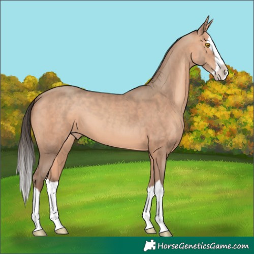 Horse Color:Unknown 