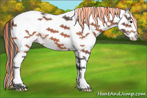 Horse Color:Painted White Spotted Bay Tobiano