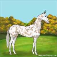 Horse Color:Silver Brown Dun Splash Near Leopard 