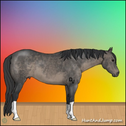 Horse Color:Black 