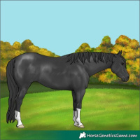 Horse Color:Black 