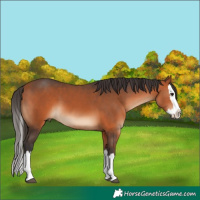 Horse Color:Bay Sabino Splash 