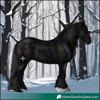 Horse Color:Midnight Black 