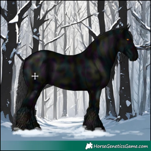 Horse Color:Midnight Black 