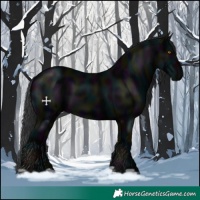Horse Color:Midnight Black 