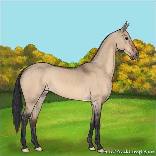 Horse Color:Bay Dun