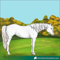 Horse Color:Palomino Roan Tobiano Snowcap 
