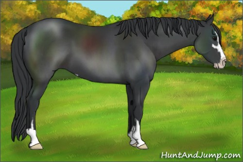 Horse Color:Black Sabino 