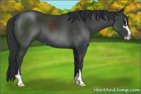 Horse Color:Black Sabino 