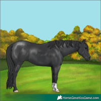Horse Color:Black 