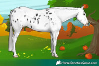 Horse Color:White Spotted Black Appaloosa 