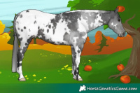 Horse Color:White Spotted Black Appaloosa 