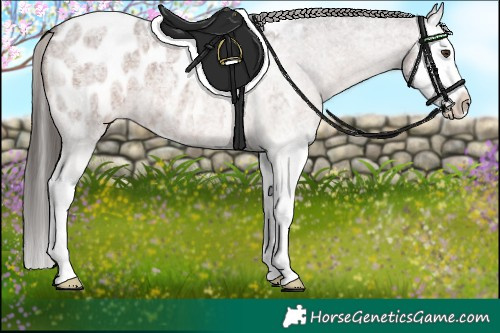 Horse Color:Liver Red Roan Splash Appaloosa 