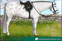 Horse Color:Liver Red Roan Splash Appaloosa 